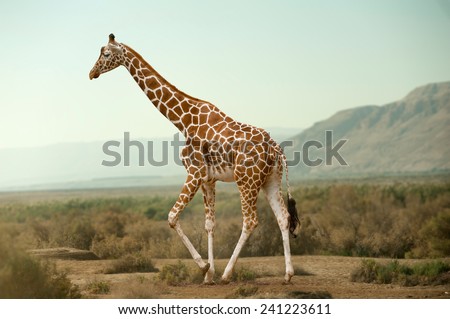 Giraffe walking in desert Royalty-Free Stock Photo #241223611
