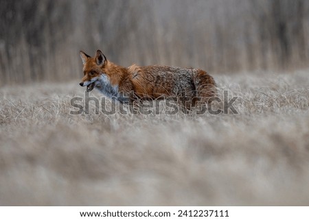 nice red fox (Vulpes vulpes) in grass