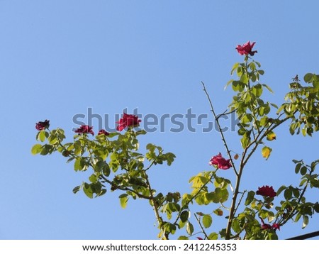Ramas en flor con cielo azul despejado.  Royalty-Free Stock Photo #2412245353