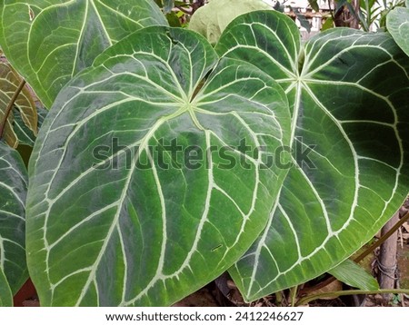 The Anthurium crystallinum ornamental plant is known to the public as the green elephant ear plant
