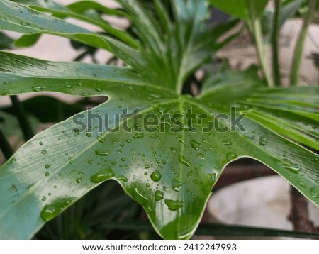 Monstera, a type of tropical indoor air conditioning ornamental plant, suitable for complementary decoration in several interior concepts, such as minimalist and Scandinavian styles
