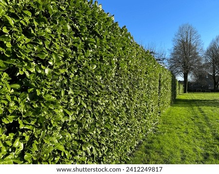 Green hedge Cherry Laurel. Cherry Laurel is ideal as a privacy screen or to reduce noise and wind. Its adaptability and striking appearance make Cherry Laurel one of the most popular types of Laurel  Royalty-Free Stock Photo #2412249817