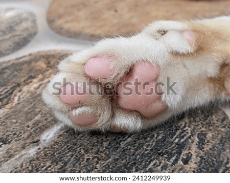 the paws of a cat