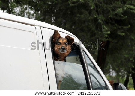 
Dog inside parked car sticking its head out of the window. Concept of pet care and heat in vehicles with closed windows. Mixed dog on a truck ride. Eyes with signs of cataracts in dogs.
