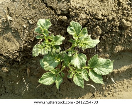 potato new born plant picture potatoes are main vegetable in our food