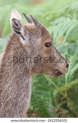 The Nilgiri Tahr, an iconic species inhabiting the majestic Western Ghats of southern India. Beautiful animal photo for wall mounting, greeting cards, seasonal greetings. Tourism. Rare animal. 