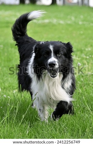 Black and white border collie dog running and playing in a grassy outdoor field. The dog retrieves, the dog chases the ball across the meadow.
