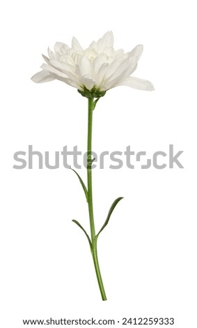 White chrysanthemum bud on green stem with leaves, isolated background Royalty-Free Stock Photo #2412259333