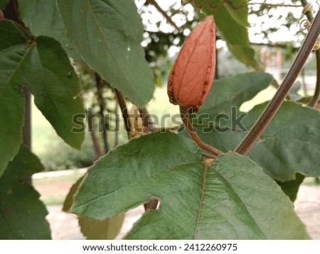 Passiflora vitifolia flower bud picture 

