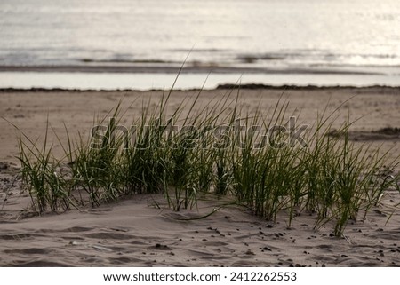 beautiful seaside beach with white sand and waves in summer