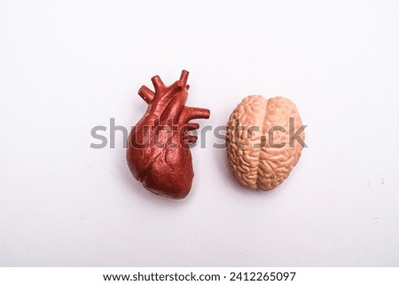 A model of human heart and brain on a white surface