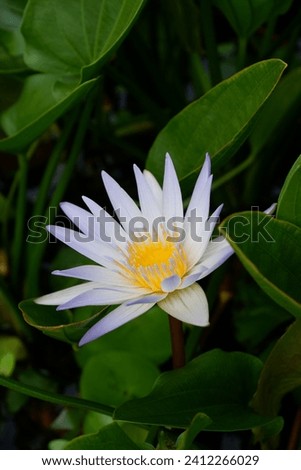 Lotus (genus), a genus of terrestrial plants in the family Fabaceae; Lotus flower, a symbolically important aquatic Asian plant also known as Indian or sacred lotus. Bunga Teratai
