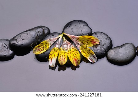 Black zen stone and yellow orchid petal