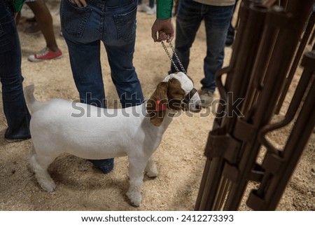 This close up image shows a show goat being next to the legs of it's owner as it's being judged at a competition.