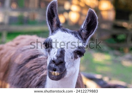 Llamas are herbivorous animals and to defend themselves they spit on you. Royalty-Free Stock Photo #2412279883