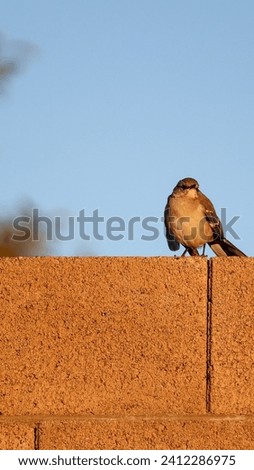 A mockingbird appears tired as the sun sets