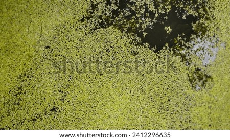 Algae that usually grows wild on calm water