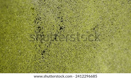 Algae that usually grows wild on calm water