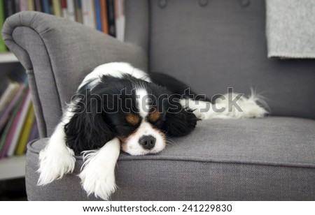 cute dog sleeping on the sofa Royalty-Free Stock Photo #241229830