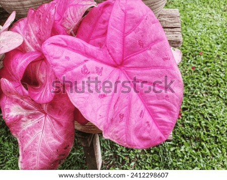 a type of ornamental caladium with pink leaves Royalty-Free Stock Photo #2412298607