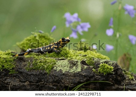 Barred fire salamander. Fire salamanders live in central Europe forests and are more common in hilly areas.