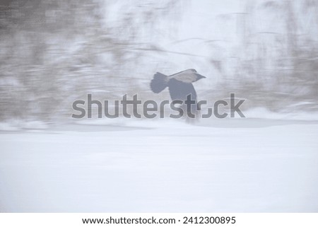 Hooded crow Corvus cornix in flight over a frozen snow covered lake. Winter landscape. Blurry background of river shore grass