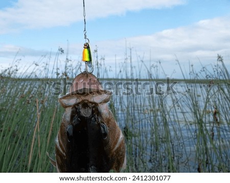 Trophy fishing. This European Perch (rivers perch) weighing 1.2 kilograms was caught spinning in the northern lake. Great Club-rush as background Royalty-Free Stock Photo #2412301077