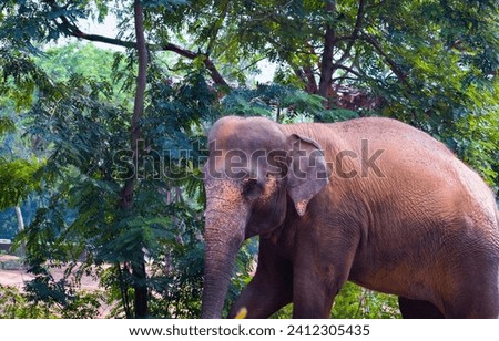 selective focus picture of an elephant in the zoo