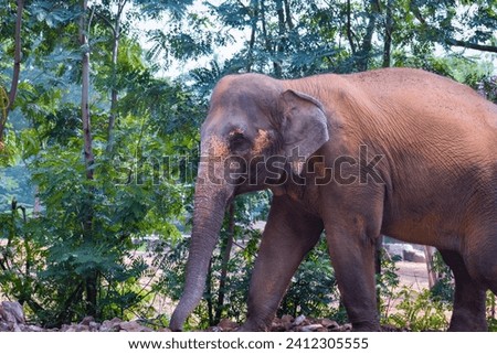 selective focus picture of an elephant in the zoo