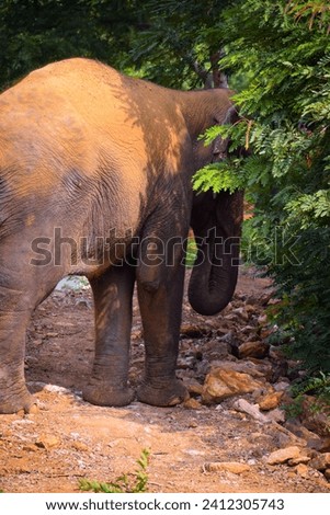 selective focus picture of an elephant eating leaves
