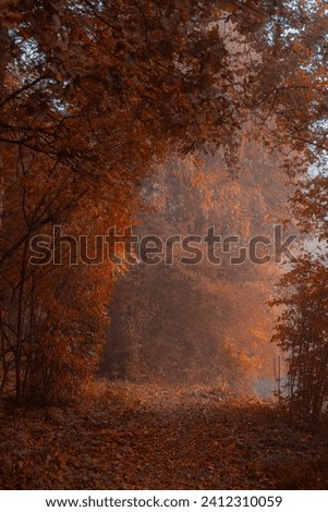 Autumn forest in bright colours 