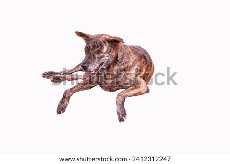 Close-up of Tiger-striped, brown dog is lying sleep isolated on white background. Stray dog sleep on outside floor happily.