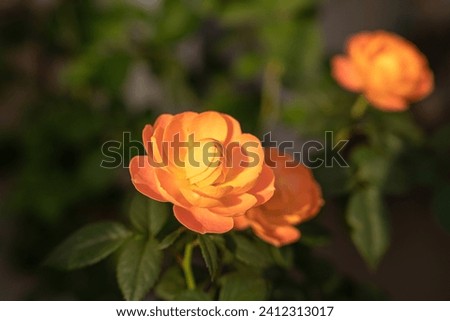 juice splash rose closeup in the early morning Royalty-Free Stock Photo #2412313017