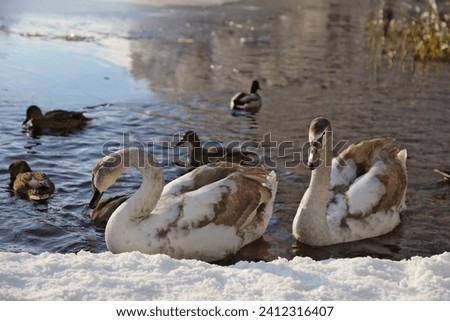Swans in a winter lake against the background of ducks.