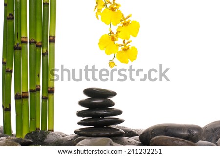 gorgeous yellow orchid with bamboo grove on stacked stones background
