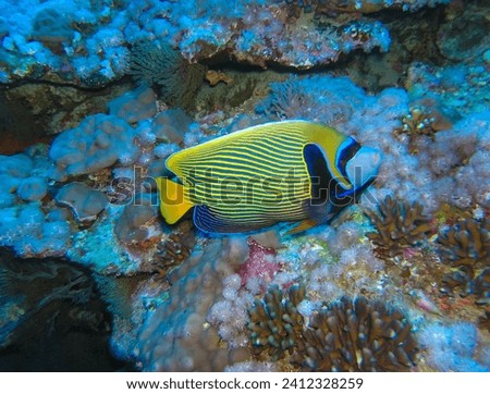 Chaetodon xanthurus - tropical fish on a coral reef in the Red Sea, Egypt