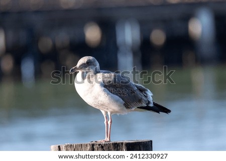 Seagull perched on a wooden post