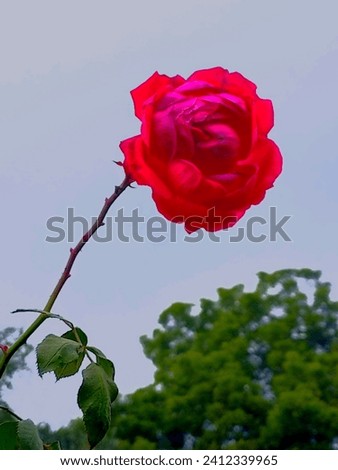 Beautiful flower red rose picture 