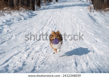 Small red sable Sheltie running with a toy towards camera in snowy forest