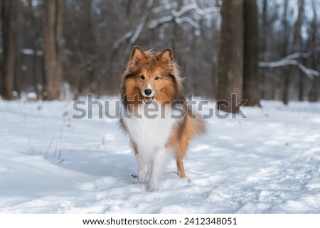 Beautiful Shetland Sheepdog standing in snowy forest and looking at the camera.