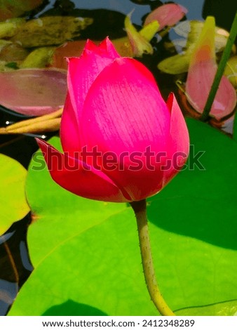 Beautiful vertical close-up of a blooming lotus flower bud (red water lilly or Nelumbo Nucifera) in the water background, stock image or hd photo in jpg format side ankle view, with vivid details.