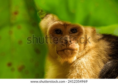Panamanian white-faced capuchin looks curiously framed between leaves. The picture was taken in San Antonio National Park in Costa Rica in December 2023.