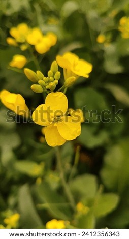 Hd wallpaper turnip rape ( brassica rapa oleifera) flowering stock 