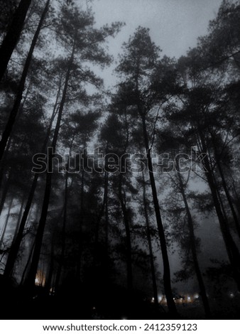 Pine forest at night and fog