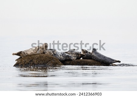 A group of grey seals (Halichoerus grypus) resting on their rocks on a day when sea and sky seam blended together. Royalty-Free Stock Photo #2412366903