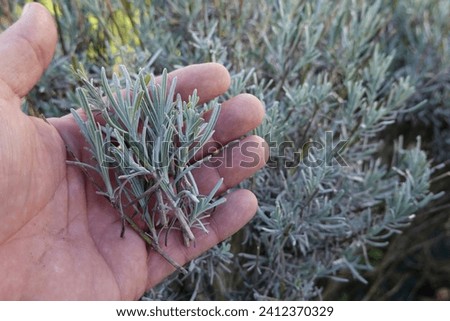 man holds lavender branches for cutting, lavender propagation by cuttings Royalty-Free Stock Photo #2412370329