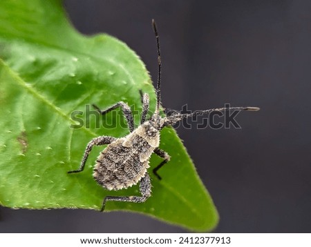 Baby Anasa Tristis or Baby Squash Bug is a species of insect in the Coreidae family,It is a pest on vegetable trees