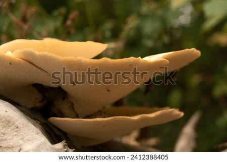 Giant forest mushrooms Dryad's saddle, Pheasant's hind mushroom, Scaly polyporus, Polyporus squamosus, Cerioporus squamosus on a tree trunk Royalty-Free Stock Photo #2412388405