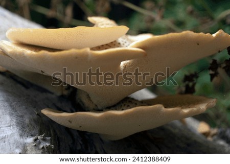 Giant forest mushrooms Dryad's saddle, Pheasant's hind mushroom, Scaly polyporus, Polyporus squamosus, Cerioporus squamosus on a tree trunk Royalty-Free Stock Photo #2412388409