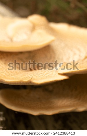 Giant forest mushrooms Dryad's saddle, Pheasant's hind mushroom, Scaly polyporus, Polyporus squamosus, Cerioporus squamosus on a tree trunk Royalty-Free Stock Photo #2412388413